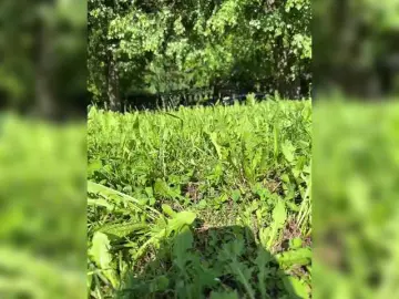 Bongacams Private Sex Chat of Lisa1225