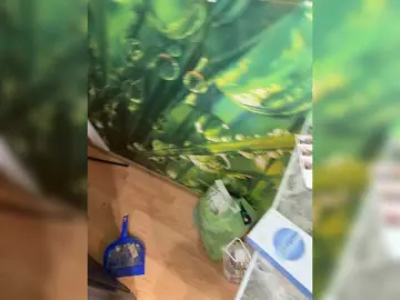 Bongacams Live Sex Cam of BongoBoginya