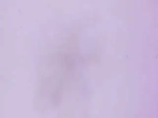 Camsoda Best Webcam of sienafox