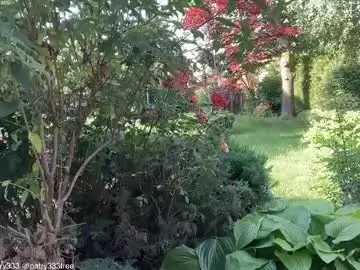 Chaturbate Live Sex of patry333