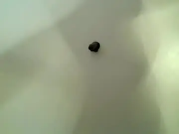 Chaturbate Best live sex cam show of apple_bitch